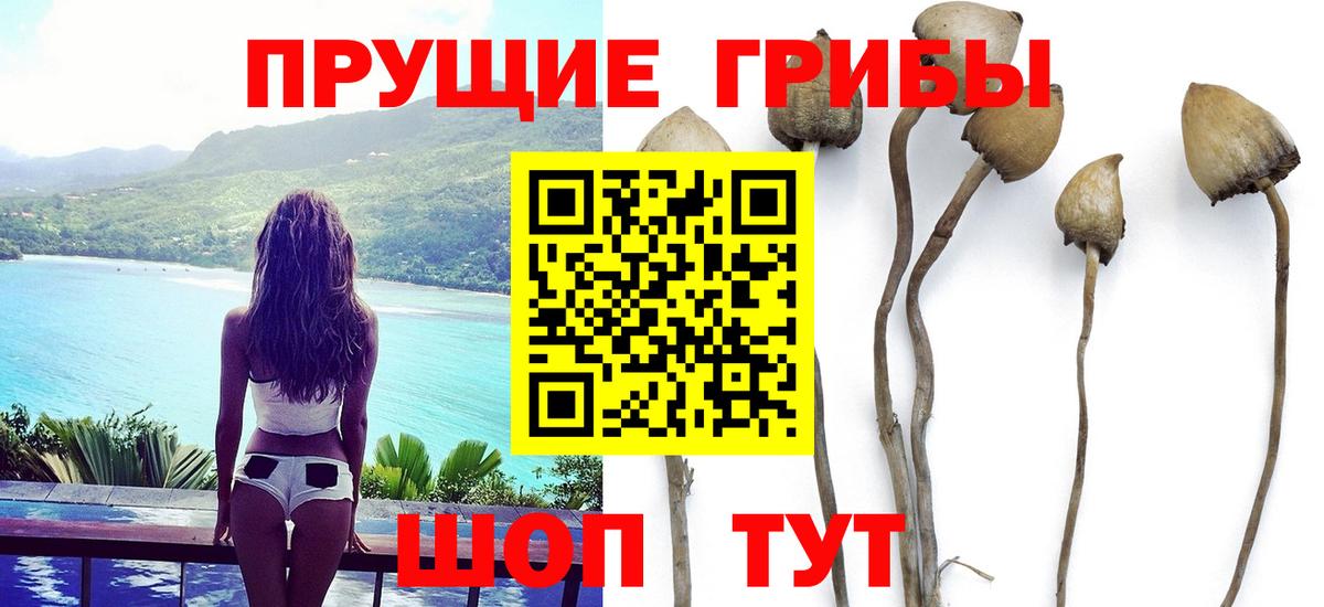 Зерноград  Псилоцибиновые грибы Psilocybine cubensis  Вход с VPN 